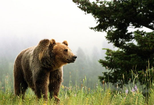 animais da Rússia - urso pardo