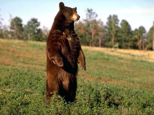 fauna da Rússia - urso pardo