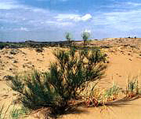 zonas naturais da Rússia - semi-deserto e deserto