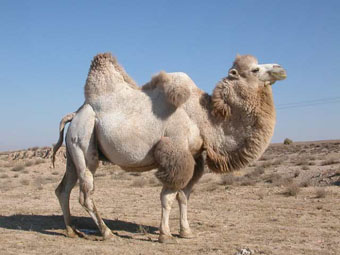 Rússia, animais dos semi-deserto e deserto - camelo