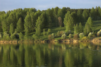 zonas naturais da Rússia - florestas mistas e de folhas largas