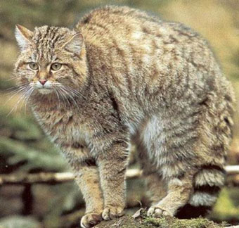 Rússia, animais de florestas mistas e de folhas largas no Extremo Oriente - gato-do-mato de Amur