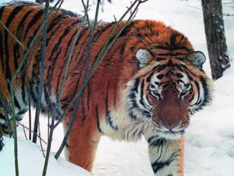 Rússia, animais de florestas mistas e de folhas largas no Extremo Oriente - tigre de Amur