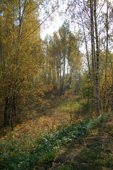 zonas naturais da Rússia - florestas mistas e de folhas largas