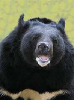 Rússia, animais de florestas mistas e de folhas largas no Extremo Oriente - urso negro himalaio