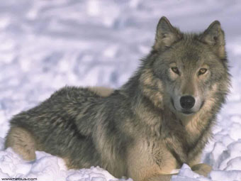 Rússia, animais de florestas mistas e de folhas largas - lobo