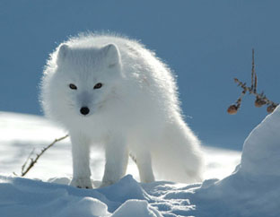 zonas naturais da Rússia, tundra - raposa polar