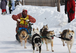 Rússia - Chukotka - meio de transporte de tracção canina