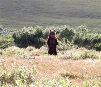 Federação da Rússia - um urso pardo em Chukotka - estrada de inverno