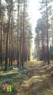 floresta dos pinheiros - a natureza da região de moscou em fotos - rússia