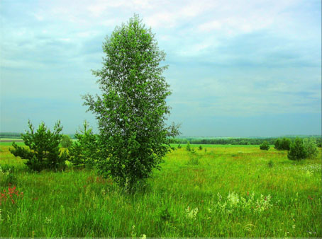 zonas naturais da Rússia - zona de transição entre a floresta e a estepe