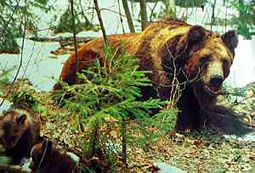 animais da taiga, Rússia - urso pardo