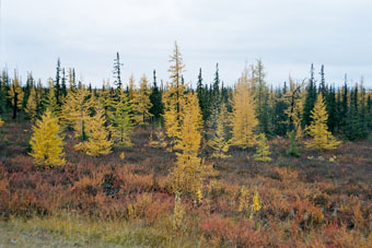 zonas naturais da Rússia - zona de transição entre a floresta e a tundra